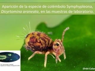 Aparición de la especie de colémbolo Symphypleona,
Dicyrtomina araneata, en las muestras de laboratorio.




                                              Efrén Colom
 
