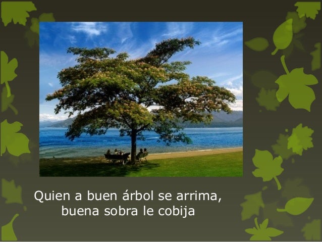 FRASES SOBRE EL BOSQUE Y LOS ÁRBOLES EN ESPAÑOLPresentación comenius …