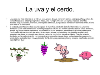 La uva y el cerdo. La uva es una fruta obtenida de la vid. Las uvas, granos de uva, vienen en racimos y son pequeñas y dulces. Se comen frescas o se utilizan para producir mosto, vino y vinagre. Pueden ser negras, moradas, amarillas, doradas, púrpura, rosadas, marrones, anaranjadas o blancas, aunque estas últimas son realmente verdes. Como fruta seca se la llama pasa.  El cerdo (Sus scrofa domestica) es una especie de mamífero artiodáctilo de la familia Suidae. Es un animal doméstico usado en la alimentación humana por algunas culturas. Su nombre científico es Sus scrofa domestica, aunque algunos autores lo denominan Sus domesticus o Sus domestica, reservando Sus scrofa para el jabalí. Fue domesticado hace unos 5.000 años. Se encuentra en casi todo el mundo. La distinción entre el cerdo silvestre y doméstico es pequeña y en algunas partes del mundo (por ejemplo en Nueva Zelanda) el cerdo doméstico se ha vuelto cimarrón. Los cerdos cimarrones pueden causar daños sustanciales al ecosistema. La familia de los suidos también incluye alrededor de 12 diferentes especies del cerdo silvestre, clasificadas también bajo el género Sus.  