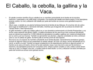 El Caballo, la cebolla, la gallina y la Vaca. El caballo (nombre científico Equus caballus) es un mamífero perisodáctilo de la familia de los équidos, herbívoro, cuadrúpedo y de cuello largo y arqueado. A la hembra del caballo se le llama yegua y a los ejemplares jóvenes, potros. La cría y utilización del caballo por parte del hombre se conoce como ganadería equina o caballar. Allium cepa, o cebolla es una planta herbácea bienal de la familia de las Aliáceas. En el primer año de cultivo tiene lugar la "bulbificación" o formación del bulbo, mientras que el segundo año se produce la emisión del "escapo floral" o fase reproductiva.  El gallo doméstico o gallo rojo (Gallus gallus) es un ave doméstica perteneciente a la familia Phasianidae y una de las cuatro especies del género Gallus. La gallina doméstica tal vez sea el ave más numerosa del planeta, pues se calcula que supera los 13.000 millones de ejemplares.Los gallos y gallinas son criados principalmente por su carne y por sus huevos. También se aprovechan sus plumas, y algunas variedades se crían y entrenan para su uso en peleas de gallos. Se llama pollo al animal juvenil de esta especie.  Bos taurus es una especie de mamífero artiodáctilo de la familia Boyidae. Generalmente domésticos (granja), aunque en algunos casos se han presentado en estado salvaje. Se crían a lo largo y ancho del planeta por su carne, su leche y su piel. También se siguen empleando en los espectáculos taurinos en algunos países. La hembra es la vaca y el macho, el toro (si ha sido castrado, buey). Las crías de la vaca son los terneros o becerros y los ejemplares jóvenes son conocidos como: añojos cuando cumplen un año, erales cuando tienen más de un año y no llegan a los dos, y novillos hasta la edad adulta. La cría y utilización de estos animales por parte del hombre se conoce como ganado bovino. 