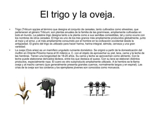 El trigo y la oveja. Trigo (Triticum spp)es el término que designa al conjunto de cereales, tanto cultivados como silvestres, que pertenecen al género Triticum; son plantas anuales de la familia de las gramíneas, ampliamente cultivadas en todo el mundo. La palabra trigo designa tanto a la planta como a sus semillas comestibles, tal y como ocurre con los nombres de otros cereales. El trigo es uno de los tres granos más ampliamente producidos globalmente, junto al maíz y el arroz, y el más ampliamente consumido por el hombre en la civilización occidental desde la antigüedad. El grano del trigo es utilizado para hacer harina, harina integral, sémola, cerveza y una gran variedad. La oveja (Ovis aries) es un mamífero ungulado rumiante doméstico. Se originó a partir de la domesticación del muflón en Oriente Próximo hacia el IX milenio a. C. con el objeto de aprovechar su piel, lana, carne y la leche de las hembras. Tienen una longevidad de 18-20 años. Su carne y leche se aprovechan como alimento. Con la leche puede elaborarse derivados lácteos, entre los que destaca el queso. Con su lana se elaboran distintos productos, especialmente ropa. El cuero es otro subproducto ampliamente utilizado. A la hembra se le llama oveja y al macho carnero (que generalmente presenta grandes cuernos, normalmente largos y en espiral). Las crías de la oveja son los corderos y los ejemplares jóvenes son conocidos como moruecos. 