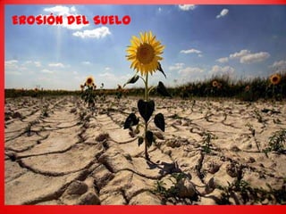 EROSIÓN DEL SUELO
