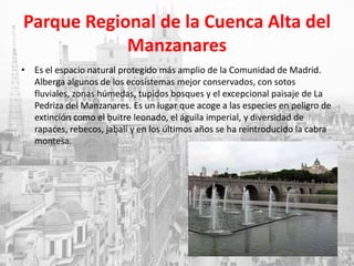 Parque Regional de la Cuenca Alta del
Manzanares
• Es el espacio natural protegido más amplio de la Comunidad de Madrid.
Alberga algunos de los ecosistemas mejor conservados, con sotos
fluviales, zonas húmedas, tupidos bosques y el excepcional paisaje de La
Pedriza del Manzanares. Es un lugar que acoge a las especies en peligro de
extinción como el buitre leonado, el águila imperial, y diversidad de
rapaces, rebecos, jabalí y en los últimos años se ha reintroducido la cabra
montesa.
 