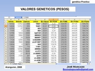 genética Practica


             VALORES GENETICOS (PESOS)




Aranguren, 2008                      José Marcano
                                  Bovinologounefm@gmail.com
 