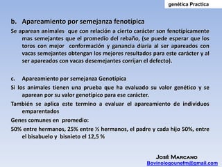genética Practica


b. Apareamiento por semejanza fenotípica
Se aparean animales que con relación a cierto carácter son fenotípicamente
    mas semejantes que el promedio del rebaño, (se puede esperar que los
    toros con mejor conformación y ganancia diaria al ser apareados con
    vacas semejantes obtengan los mejores resultados para este carácter y al
    ser apareados con vacas desemejantes corrijan el defecto).

c. Apareamiento por semejanza Genotípica
Si los animales tienen una prueba que ha evaluado su valor genético y se
     aparean por su valor genotípico para ese carácter.
También se aplica este termino a evaluar el apareamiento de individuos
     emparentados
Genes comunes en promedio:
50% entre hermanos, 25% entre ½ hermanos, el padre y cada hijo 50%, entre
     el bisabuelo y bisnieto el 12,5 %


                                                       José Marcano
                                                    Bovinologounefm@gmail.com
 
