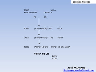 genética Practica


TORO                    VACA
PARDO SUIZO       CRIOLLA

        PS        CR




TOR0    (1/2PS+1/2CR) + PS           VACA



VACA    (3/4PS+1/4CR) +   PS         TORO



TORO    (7/8PS+ 1/8 CR) + 7/8PS+ 1/8 CR VACA


        7/8PS+ 1/8 CR
                             0.875
                             0.125



                                               José Marcano
                                            Bovinologounefm@gmail.com
 