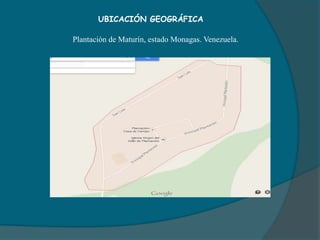 UBICACIÓN GEOGRÁFICA
Plantación de Maturín, estado Monagas. Venezuela.
 