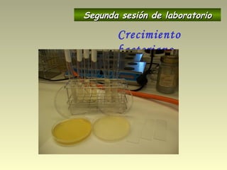 Crecimiento
bacteriano
Segunda sesión de laboratorioSegunda sesión de laboratorio
 