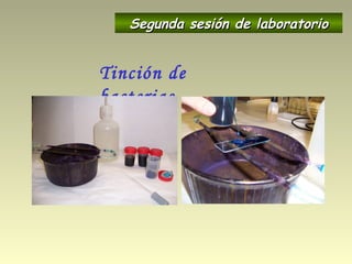 Tinción de
bacterias
Segunda sesión de laboratorioSegunda sesión de laboratorio
 