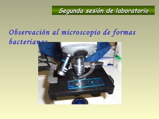 Observación al microscopio de formas
bacterianas
Segunda sesión de laboratorioSegunda sesión de laboratorio
 
