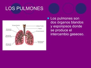 LOS PULMONES Los pulmones son dos órganos blandos y esponjosos donde se produce el intercambio gaseoso.