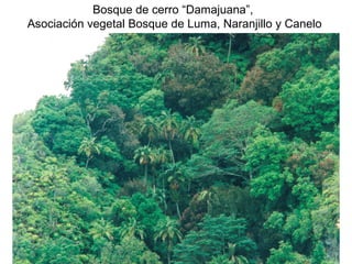 Bosque de cerro “Damajuana”,
Asociación vegetal Bosque de Luma, Naranjillo y Canelo

 