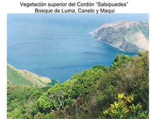 Vegetación superior del Cordón “Salsipuedes”
Bosque de Luma, Canelo y Maqui

 