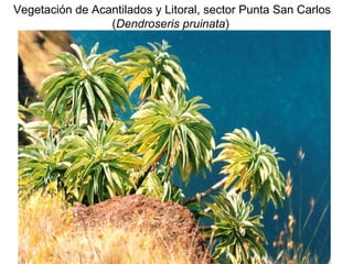Vegetación de Acantilados y Litoral, sector Punta San Carlos
(Dendroseris pruinata)

 