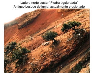 Ladera norte sector “Piedra agujereada”
Antiguo bosque de luma, actualmente erosionado

 
