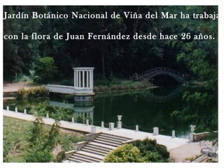 l Jardín Botánico Nacional de Viña del Mar ha trabajad
con la flora de Juan Fernández desde hace 26 años.

 