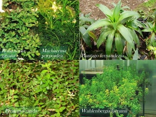 Robinsonia
gayana

Pernettya rigida

Machaerina
scirpoidea

Plantago fernandezia

Wahlenbergia larrainii

 