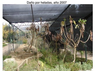 Daño por heladas, año 2007

 