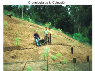 Cronología de la Colección

 