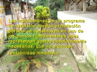 Las instalaciones en un programaLas instalaciones en un programa
de inversión para la explotaciónde inversión para la explotación
porcina se constituyen en uno deporcina se constituyen en uno de
los puntos fundamentales pueslos puntos fundamentales pues
representan gastos absolutamenterepresentan gastos absolutamente
necesarios, que no producennecesarios, que no producen
rentabilidad inmediatarentabilidad inmediata
 