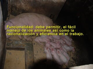 Funcionalidad: debe permitir, el fácilFuncionalidad: debe permitir, el fácil
manejo de los animales así como lamanejo de los animales así como la
racionalización y eficiencia en el trabajo.racionalización y eficiencia en el trabajo.
 