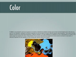 Color


El color es una percepción visual que se genera en el cerebro al interpretar las señales nerviosas que le envían los fotorreceptores de la retina del ojo y
que a su vez interpretan y distinguen las distintas longitudes de onda que captan de la parte visible del espectro electromagnético. Todo cuerpo iluminado
absorbe una parte de las ondas electromagnéticas y refleja las restantes. Las ondas reflejadas son captadas por el ojo e interpretadas en el cerebro como
colores según las longitudes de ondas correspondientes. El ojo humano sólo percibe las longitudes de onda cuando la iluminación es abundante. A
diferentes longitudes de onda captadas en el ojo corresponden distintos colores en el cerebro.
 