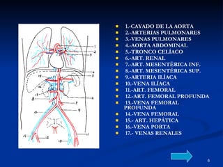 1.-CAYADO DE LA AORTA  2.-ARTERIAS PULMONARES 3.-VENAS PULMONARES  4.-AORTA ABDOMINAL  5.-TRONCO CELÍACO  6.-ART. RENAL  7.-ART. MESENTÉRICA INF.  8.-ART. MESENTÉRICA SUP. 9.-ARTERIA ILÍACA  10.-VENA ILÍACA  11.-ART. FEMORAL  12.-ART. FEMORAL PROFUNDA 13.-VENA FEMORAL PROFUNDA  14.-VENA FEMORAL  15.- ART. HEPÁTICA  16.-VENA PORTA  17.- VENAS RENALES 