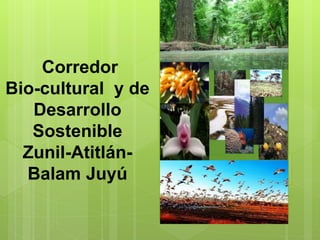 Corredor
Bio-cultural y de
   Desarrollo
   Sostenible
  Zunil-Atitlán-
  Balam Juyú
 