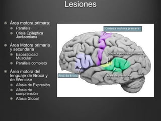 Lesiones 
Área motora primara: 
Parálisis 
Crisis Epiléptica 
Jacksoniana 
Área Motora primaria 
y secundaria 
Espasticidad 
Muscular 
Parálisis completo 
Área motora del 
lenguaje de Broca y 
de Wenicke 
Afasia de Expresión 
Afasia de 
comprensión 
Afasia Global 
 