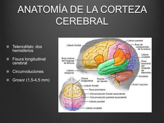 ANATOMÍA DE LA CORTEZA 
CEREBRAL 
Telencéfalo: dos 
hemisferios 
Fisura longitudinal 
cerebral 
Circunvoluciones 
Grosor (1,5-4,5 mm) 
 