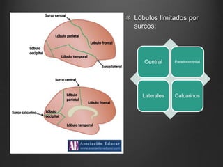 Lóbulos limitados por 
surcos: 
Central Parietooccipital 
Laterales Calcarinos 
 