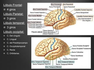Lóbulo Frontal: 
4 giros 
Lóbulo Parietal: 
3 giros 
Lóbulo temporal: 
3 giros 
Lóbulo occipital: 
C. Del cíngulo 
C. Lingual 
C. del Parahipocampo 
C. Occipitotemporal 
C. Recta 
C. Oribitarias 
 