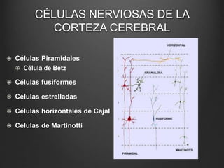 CÉLULAS NERVIOSAS DE LA 
CORTEZA CEREBRAL 
Células Piramidales 
Célula de Betz 
Células fusiformes 
Células estrelladas 
Células horizontales de Cajal 
Células de Martinotti 
 
