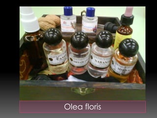 Olea floris