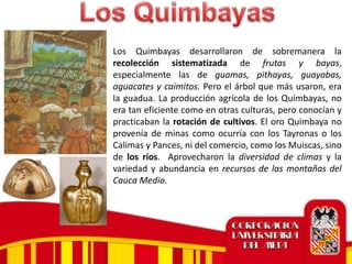 Los Quimbayas desarrollaron de sobremanera la
recolección sistematizada de frutas y bayas,
especialmente las de guamas, pithayas, guayabas,
aguacates y caimitos. Pero el árbol que más usaron, era
la guadua. La producción agrícola de los Quimbayas, no
era tan eficiente como en otras culturas, pero conocían y
practicaban la rotación de cultivos. El oro Quimbaya no
provenía de minas como ocurría con los Tayronas o los
Calimas y Pances, ni del comercio, como los Muiscas, sino
de los ríos. Aprovecharon la diversidad de climas y la
variedad y abundancia en recursos de las montañas del
Cauca Medio.
 