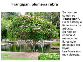 Frangipani plumeira rubra
Su nombre
común es
“Frangipán”.
En el estanque
tiene forma de
arbusto.
Su hoja es
caduca. A
menu...