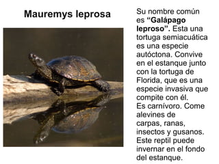 Mauremys leprosa Su nombre común
es “Galápago
leproso”. Esta una
tortuga semiacuática
es una especie
autóctona. Convive
en...
