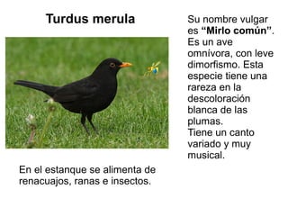 Turdus merula Su nombre vulgar
es “Mirlo común”.
Es un ave
omnívora, con leve
dimorfismo. Esta
especie tiene una
rareza en...