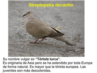 Streptopelia decaolto
Su nombre vulgar es “Tórtola turca”.
Es originaria de Asia pero se ha extendido por toda Europa
de f...