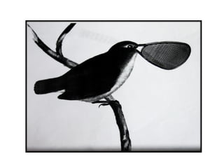 Presentación Darwin