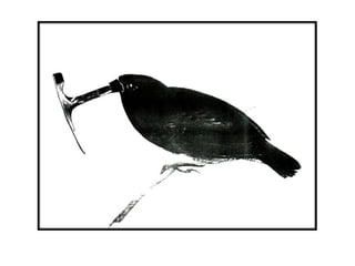 Presentación Darwin