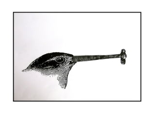 Presentación Darwin