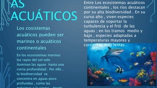 AS
ACUÁTICOS
Los cosistemas
acuáticos pueden ser
marinos o acuáticos
continentales
En los ecosistemas marinos
los rayos del sol solo
iluminan las aguas hasta una
cierta profundidad . Por ello ,
la biodiversidad se
concentra en aguas poco
profundas , como las
Entre Los ecosistemas acuáticos
continentales , los ríos destacan
por su alta biodiversidad . En su
curso alto , viven especies
capaces de soportar la
turbulencia y el frió de las
aguas ; en los tramos medio y
bajo , especies adaptadas a
temperaturas mayores y
corrientes más lentas .
 