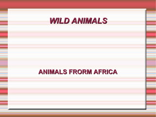 WILD ANIMALSWILD ANIMALS
ANIMALS FRORM AFRICAANIMALS FRORM AFRICA
 