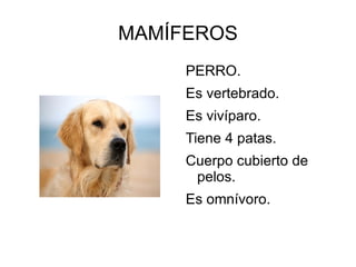 MAMÍFEROS
PERRO.
Es vertebrado.
Es vivíparo.
Tiene 4 patas.
Cuerpo cubierto de
pelos.
Es omnívoro.