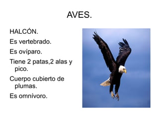 AVES.
HALCÓN.
Es vertebrado.
Es ovíparo.
Tiene 2 patas,2 alas y
pico.
Cuerpo cubierto de
plumas.
Es omnívoro.