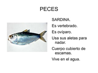 PECES
SARDINA.
Es vertebrado.
Es ovíparo.
Usa sus aletas para
nadar.
Cuerpo cubierto de
escamas.
Vive en el agua.