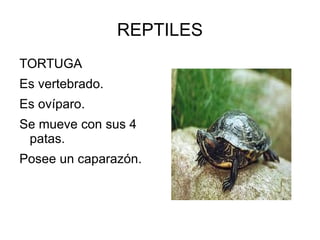 REPTILES
TORTUGA
Es vertebrado.
Es ovíparo.
Se mueve con sus 4
patas.
Posee un caparazón.
