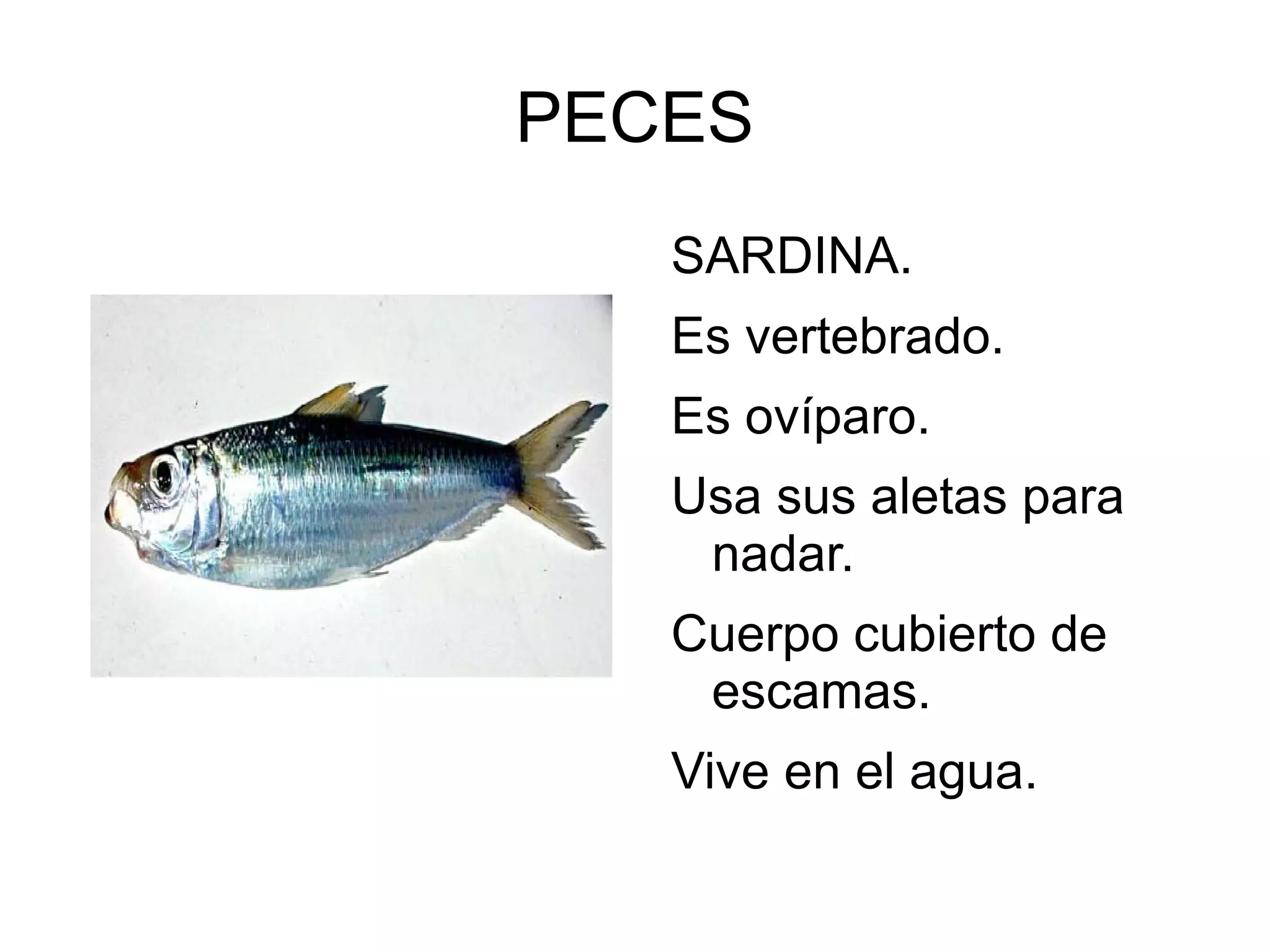 PECES
SARDINA.
Es vertebrado.
Es ovíparo.
Usa sus aletas para
nadar.
Cuerpo cubierto de
escamas.
Vive en el agua.