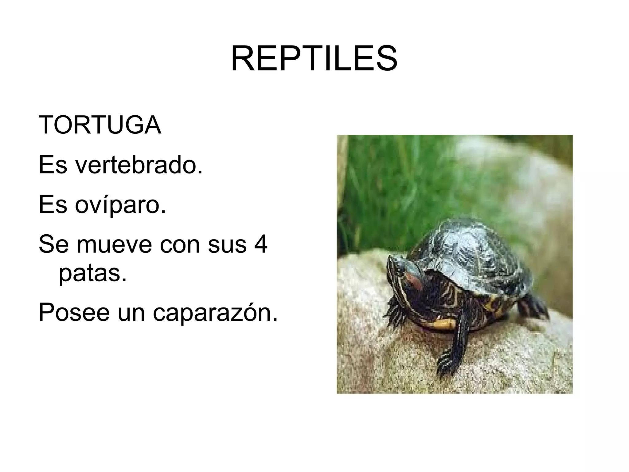 REPTILES
TORTUGA
Es vertebrado.
Es ovíparo.
Se mueve con sus 4
patas.
Posee un caparazón.